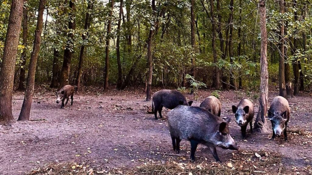 Дикі кабани на території еко-ферми «Острів ZOO» в «Лісотелі» — частина сімейного відпочинку з дітьми на природі.