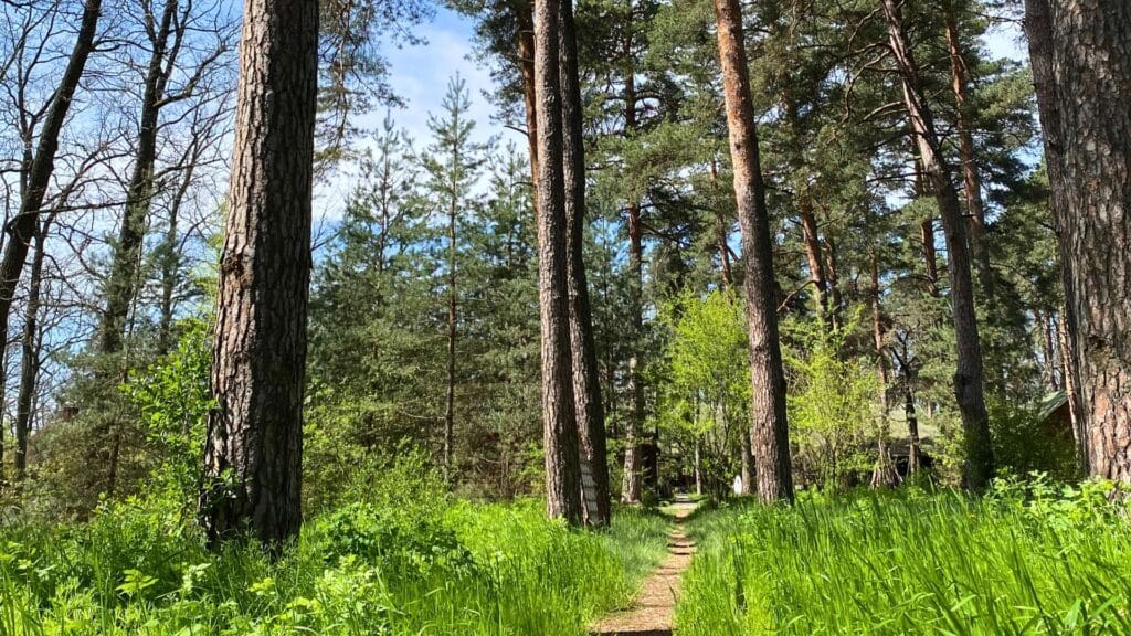 Лісова стежка на території комплексу «Лісотель» серед соснового бору — затишне місце, куди поїхати відпочити навесні біля Києва для прогулянок і повного перезавантаження на природі.