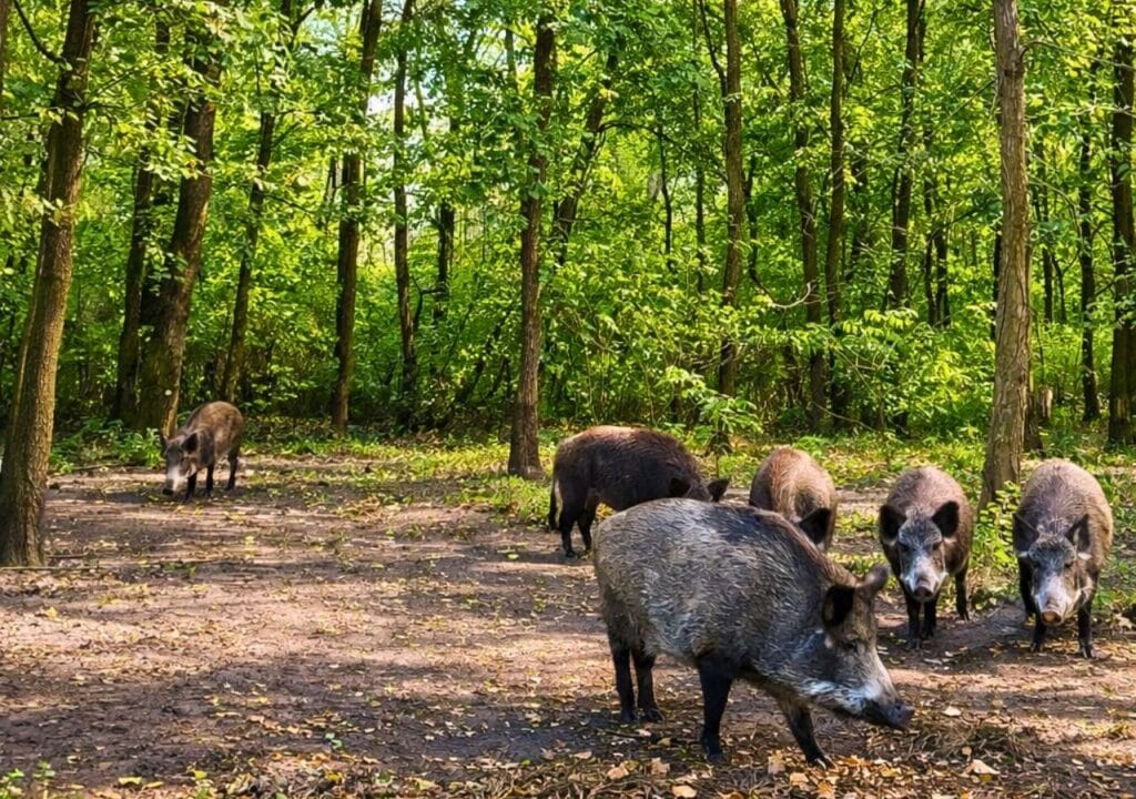 відпочинок-з-дітьми-на-природі-острів-зоо-лісотель