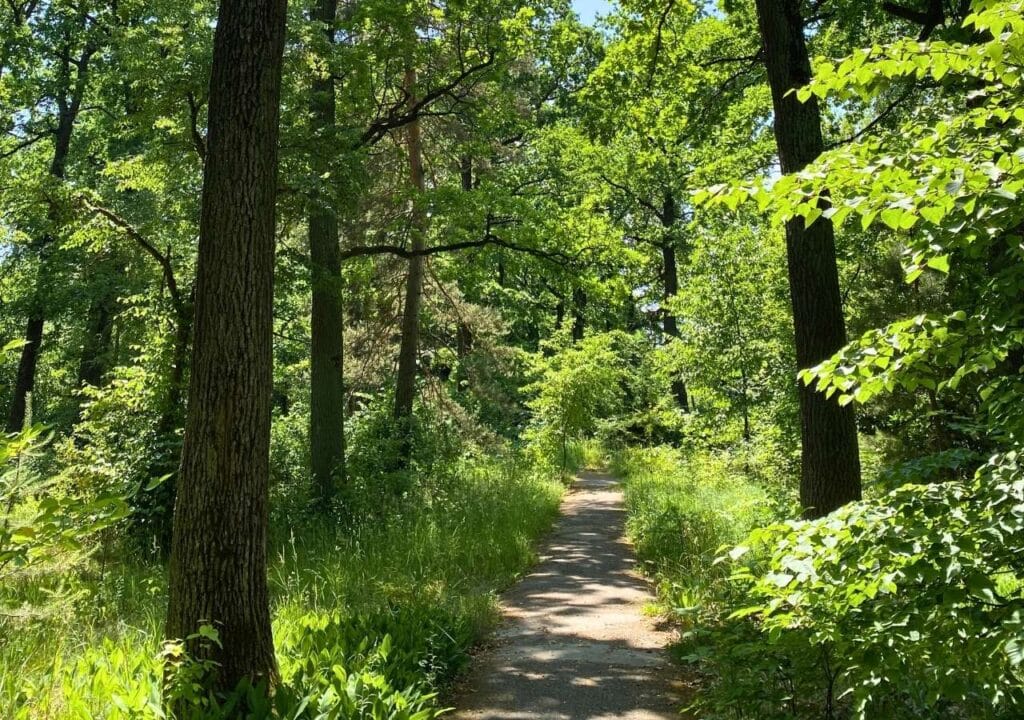 Лісова стежка для прогулянок та еко-терапії. Спокійний відпочинок під Києвом в лісі.