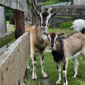 ostrivzoo-gal-item (6)