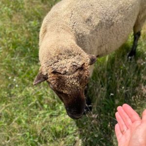 ostrivzoo-gal-item (7)